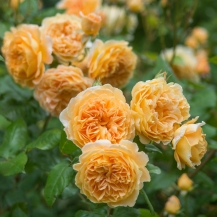 Crown Princess Margareta / Крон Принцесс Маргарет - дворічнi